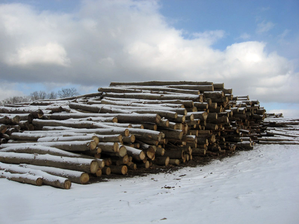 Click for larger version Entrance to the Burdett Wood Yard
